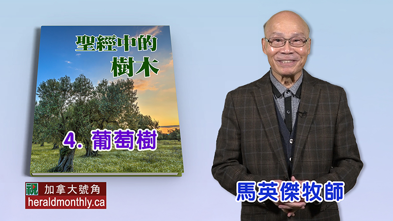 《聖經》中的樹木：葡萄樹